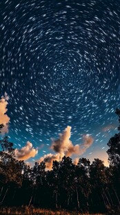 夜晚星轨下的树木