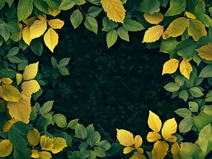 黄绿树叶背景