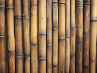 棕竹背景