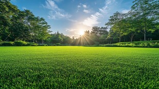 绿树草坪阳光草坪