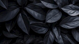 蓝紫色树叶背景