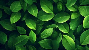 高清绿叶背景图片