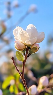 含苞待放梨花