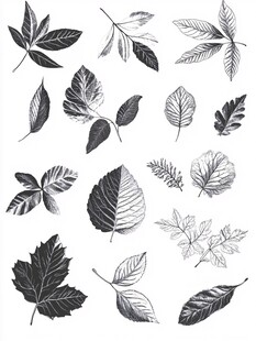 创意手绘树叶标本