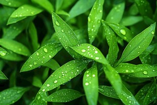 秋雨下的万年青树叶