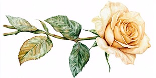 写实手绘玫瑰花素材