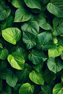 高清绿叶纹理背景