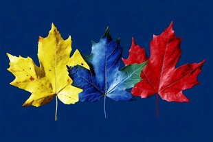 枫叶电脑桌面壁纸