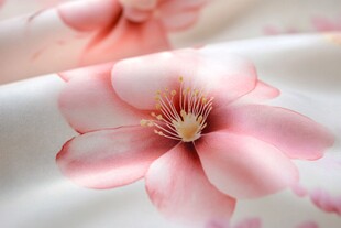 桃花瓣花瓣背abqq