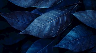 蓝色颜色创意叶脉纹理