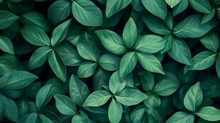 高清绿叶背景图片