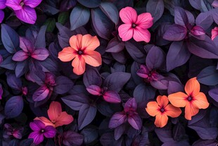 3d立体花壁纸