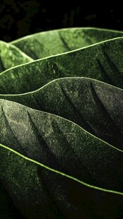 微距高清绿叶叶片叶脉