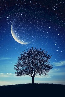 树与月