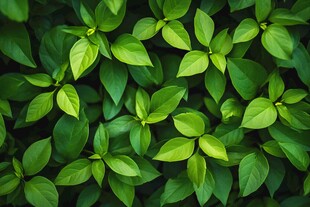 高清绿叶纹理背景