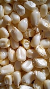 盐锔白果