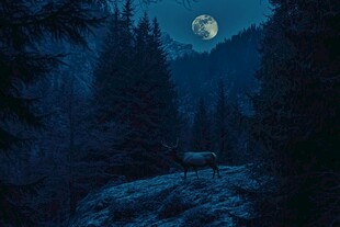 森林梅花鹿石头夜景