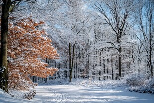 枫树的冰雪世界