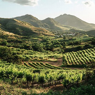 葡萄酒种植山水风光