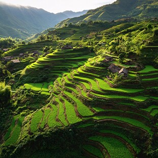 绿油油的梯田
