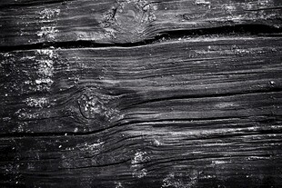 黑白枯木纹纹理