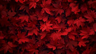 红色枫树叶背景