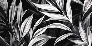 黑白植物背景