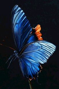 蓝月闪蝶