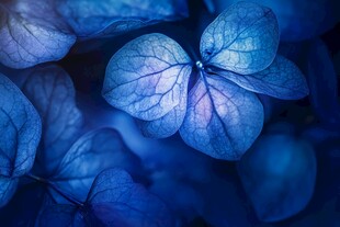 蓝紫色树叶背景