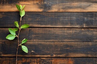 木板墙青藤背景