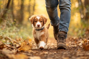 秋天道路上的小狗