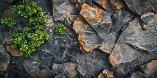 植物在石头上的纹路