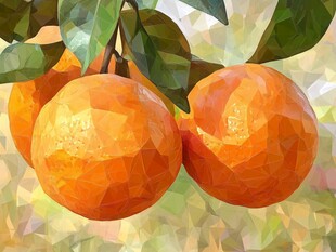 砂糖橘插画设计