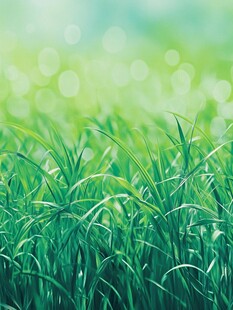 青草绿草小草绿色背景