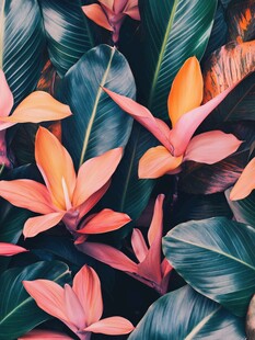 田园风热带树叶花朵