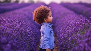 熏衣草背景女孩