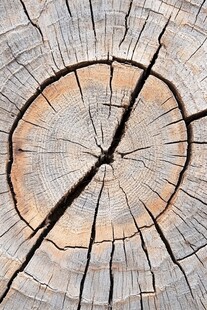 年轮纹理裂木纹
