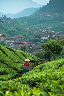 采茶人家