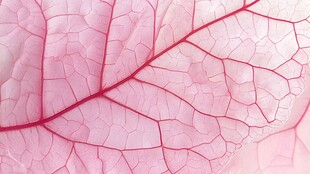 一片粉红色树叶背面