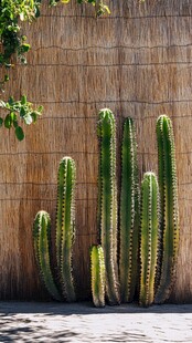绿色仙人掌与编织墙