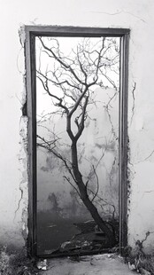 一棵树破墙而出