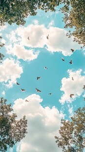 蓝天白云飞鸟绿树