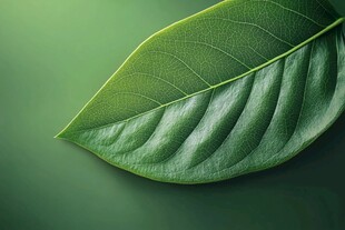 绿色壁纸叶脉植物