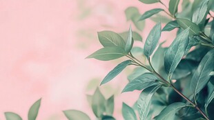 唯美的绿植背景素材