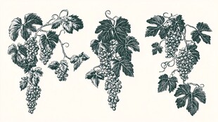 葡萄干手绘设计