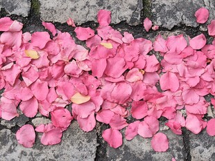 石板路上的花瓣