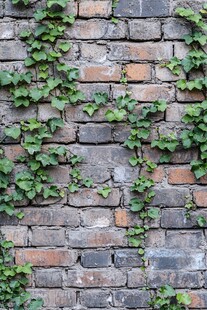 高清爬山虎砖墙背景