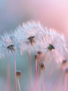 梦幻的花草