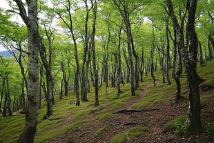 青木原树海