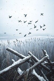 冬季芦苇湿地雪地